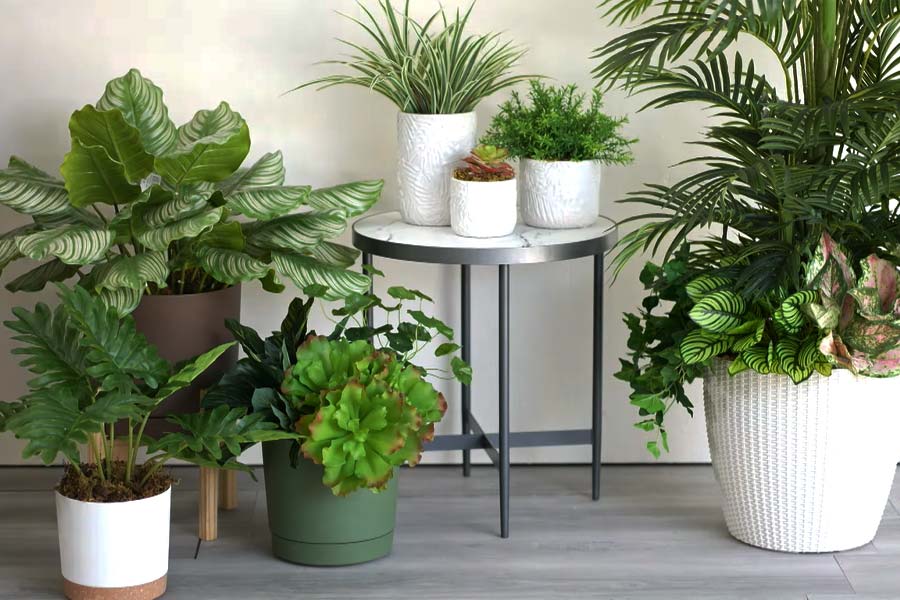 Best Artificial Plants