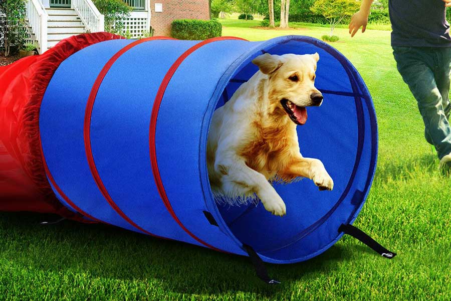 Best Dog Agility Equipments