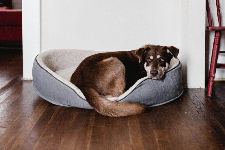 Best Dog Beds