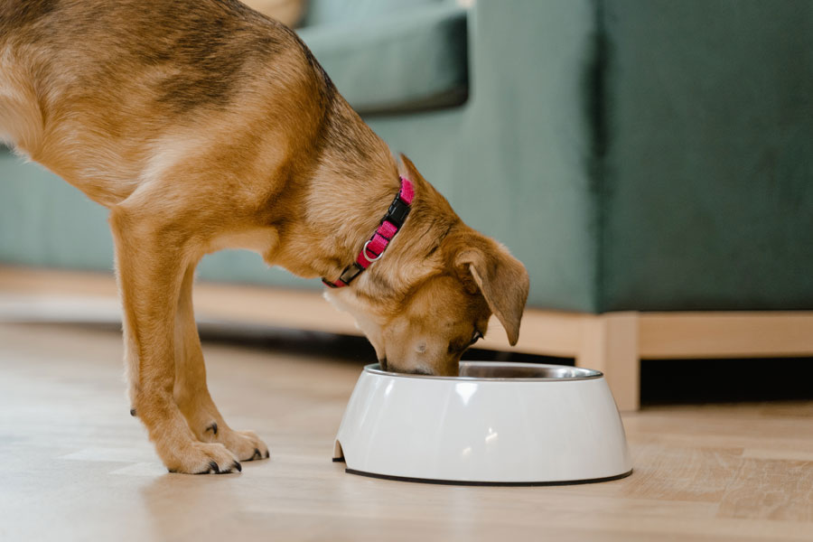 Best Dog Bowls