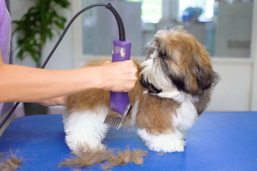 Best Dog Clippers