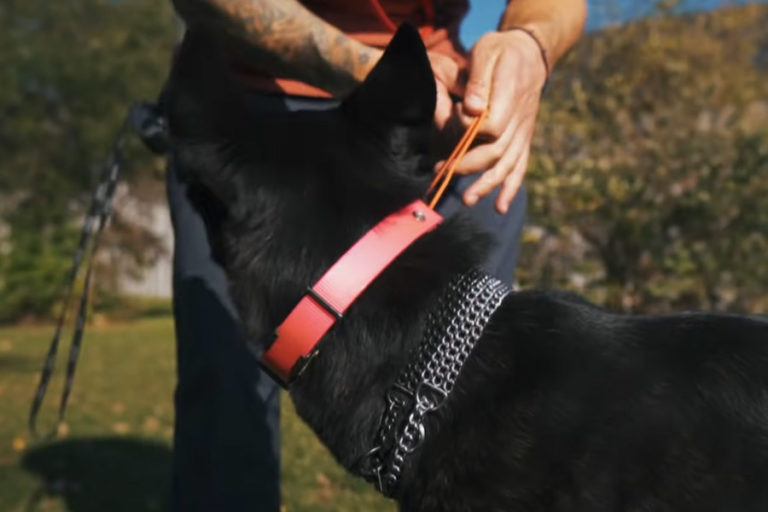 Top 5 Best Dog Collars in NZ 2024