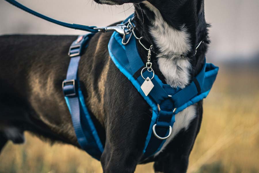 Best Dog Harness