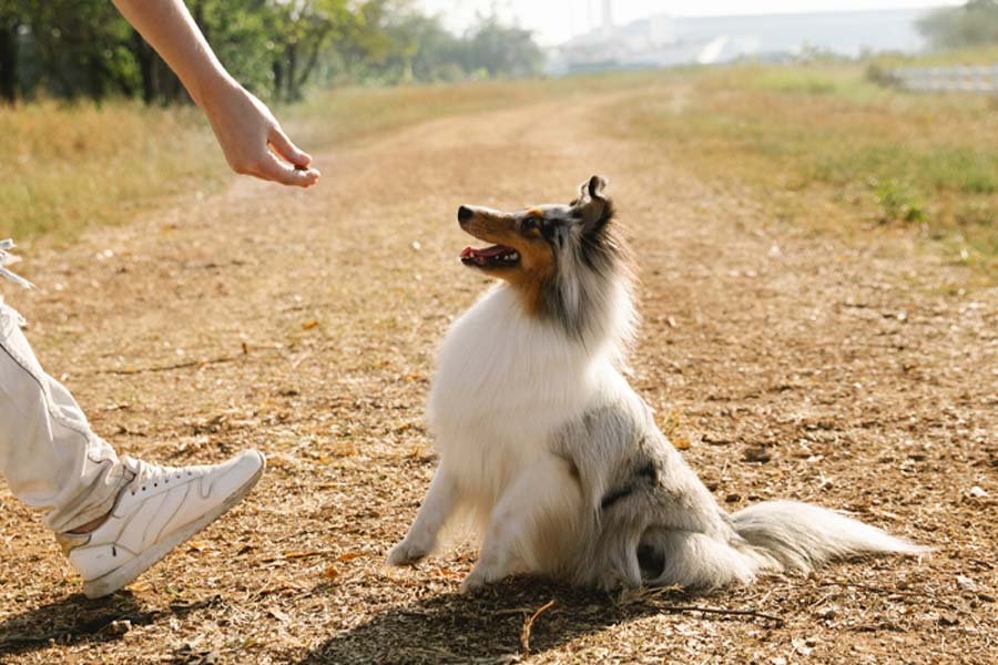 Best Dog Treats