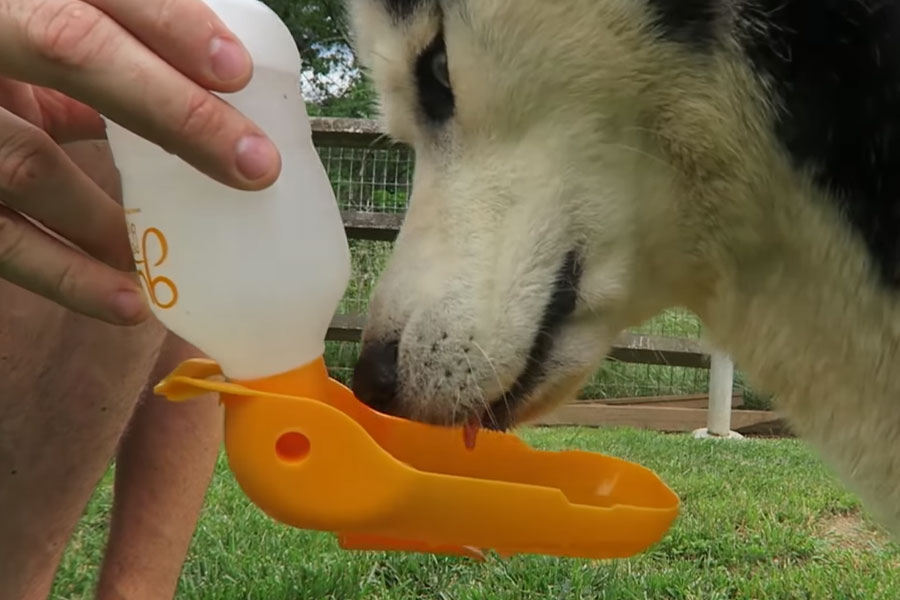 Best Dog Water Bottles