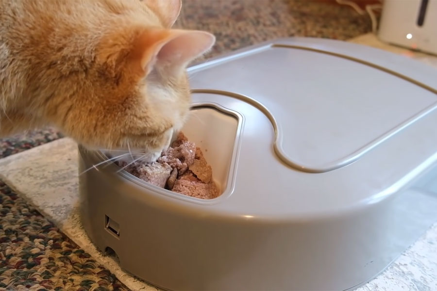 Best Pet Feeder