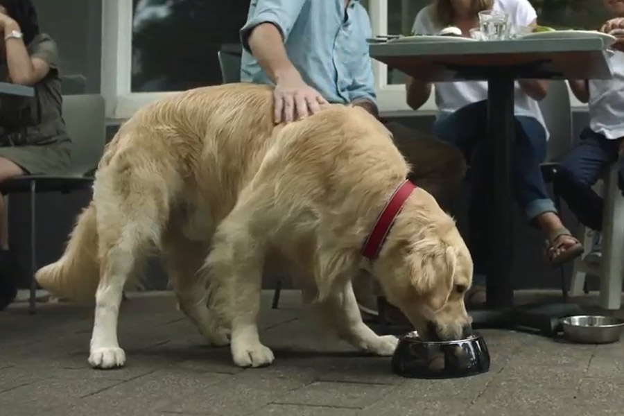 Best Senior Dog Food
