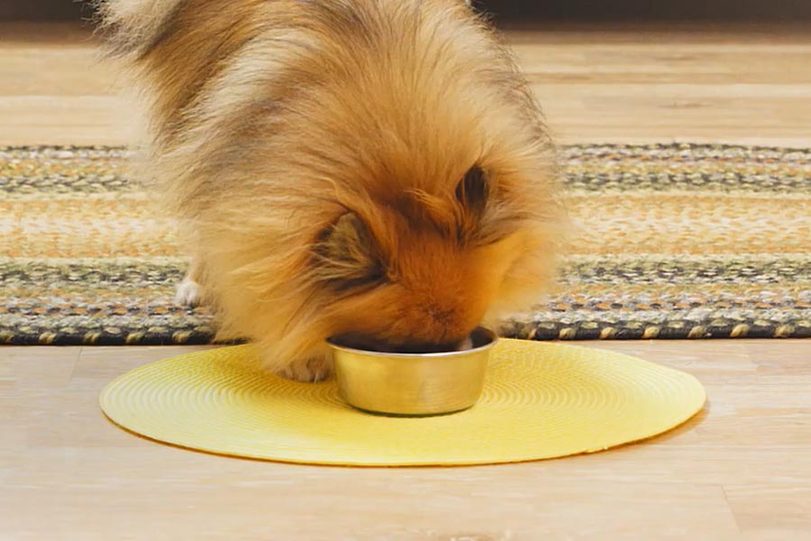 Best Wet Puppy Food