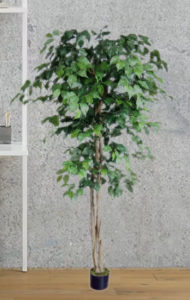 Weeping Fig Ficus