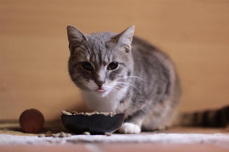 Best Kitten Foods