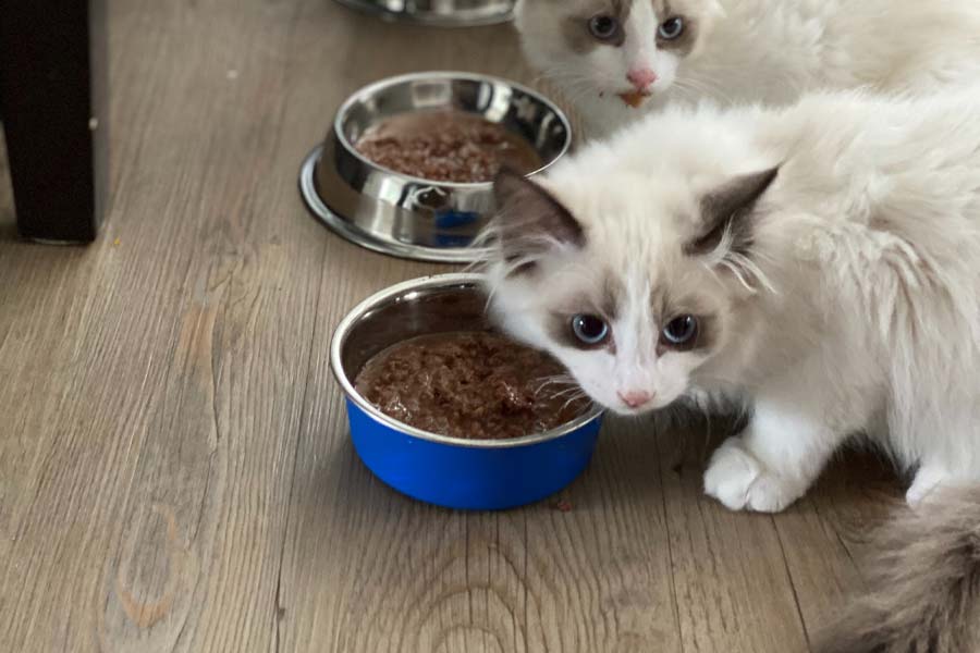 Top 5 Best Wet Cat Food In NZ 2024