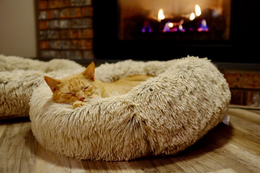 Top 7 Best Cat Beds in NZ 2022