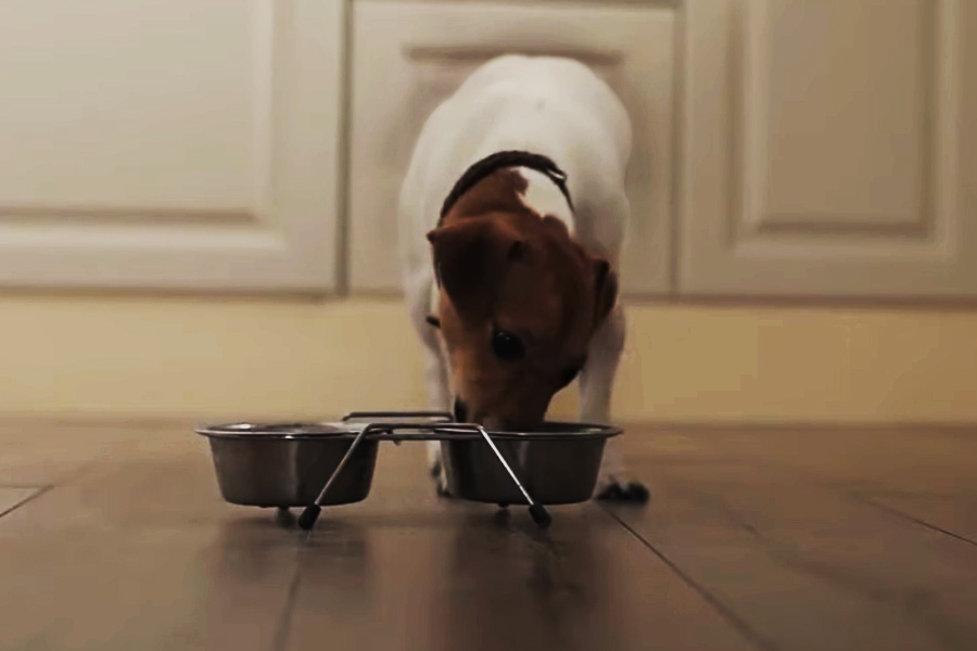 Top 7 Best Puppy Food in NZ 2022