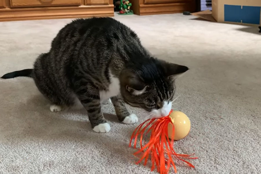 Top 7 Best Cat Toys in NZ 2022